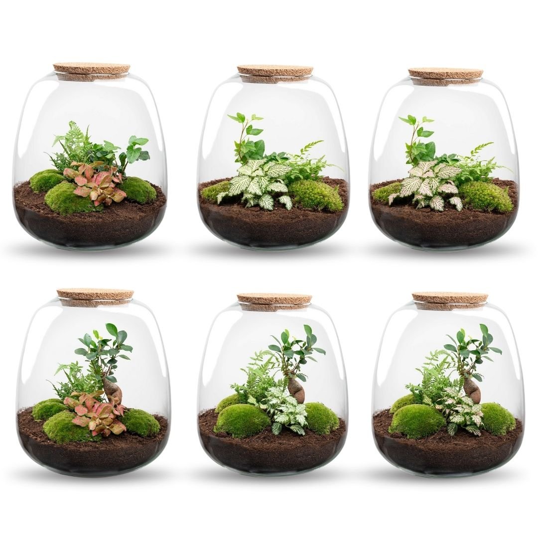 Emma - Terrarium With Light - Bottle Garden Diy Kit - Ø 23 Cm ↑ 25 Cm - Afanaya